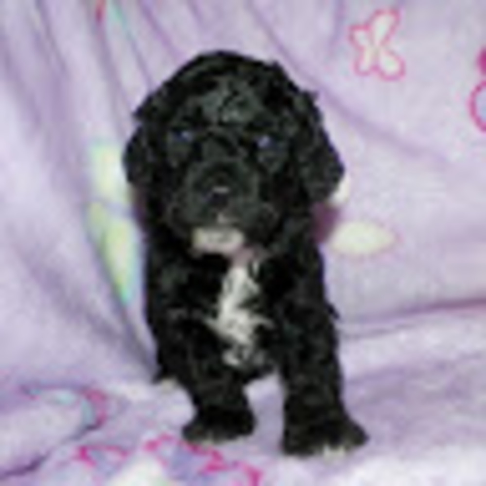 Meet your Posher, Mina